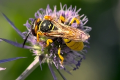 Philanthus triangulum