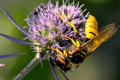 Philanthus triangulum