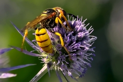 Philanthus triangulum