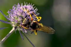 Philanthus triangulum