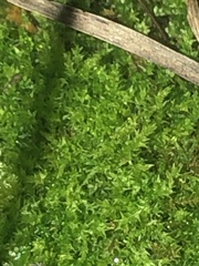 Hygroamblystegium varium