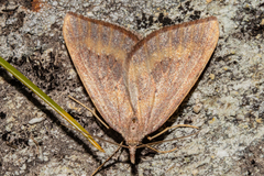 Xanthorhoe occulta