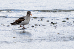 Leucophaeus scoresbii