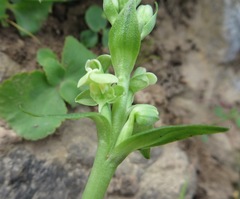 Pterygodium volucris