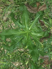 Hypochaeris chillensis