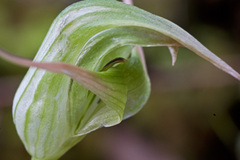 Pterostylis montana