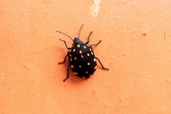 Pachycoris torridus