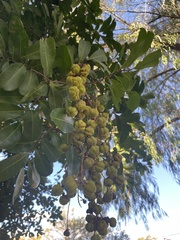 Cupaniopsis anacardioides