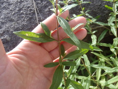 Stevia lemmonii