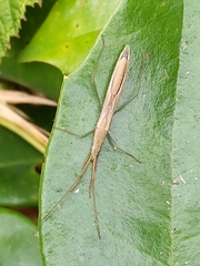 Mutusca brevicornis