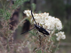 Distichocera maculicollis