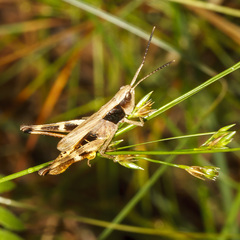 Chloealtis conspersa