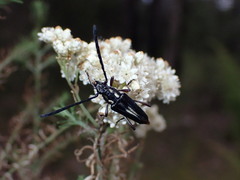 Distichocera maculicollis