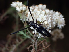 Distichocera maculicollis