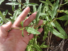 Stevia lemmonii