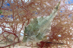 Monacanthus ciliatus