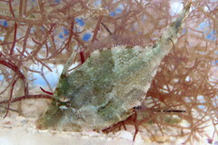 Monacanthus ciliatus