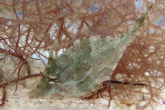 Monacanthus ciliatus