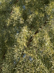 Acacia salicina