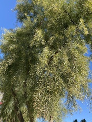 Acacia salicina