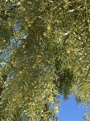 Acacia salicina