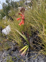 Blandfordia punicea