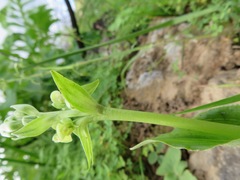 Pterygodium volucris