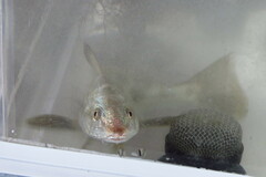 Menticirrhus americanus