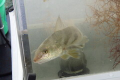 Menticirrhus americanus