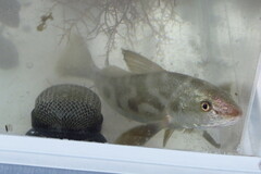 Menticirrhus americanus