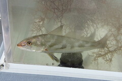 Menticirrhus americanus