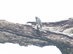 Rupornis magnirostris