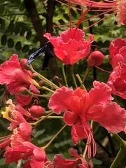 Caesalpinia