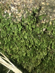 Claopodium rostratum