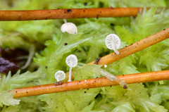 Resinomycena