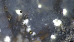 Myxarium