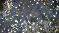 Myxarium