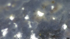 Myxarium