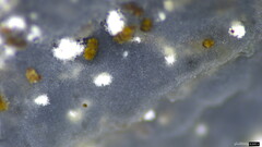 Myxarium