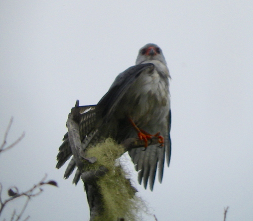 Grey-headed Goshawk (Tachyspiza poliocephala), photo 3