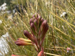 Blandfordia punicea