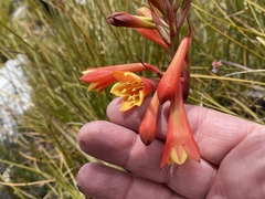 Blandfordia punicea