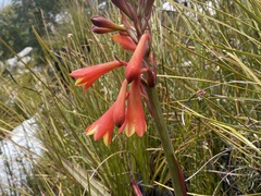 Blandfordia punicea