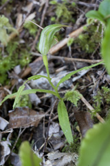 Pterostylis montana