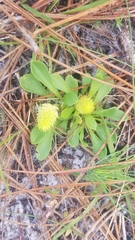 Polygala nana