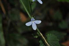Lobelia trigonocaulis
