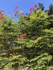 Caesalpinia