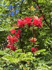 Caesalpinia