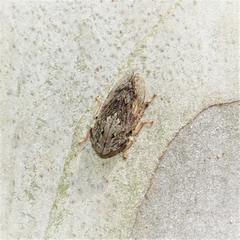 Stenocotis depressa