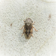 Stenocotis depressa